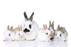 rabbits