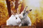 2 young rabbits