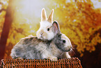 2 young rabbits