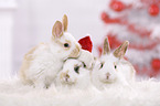 3 young rabbits