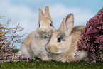 young rabbits