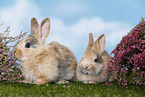 young rabbits