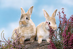 young rabbits