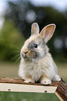 young rabbit