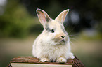 young rabbit