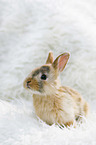 young rabbit