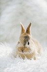 young rabbit