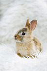 young rabbit