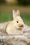 rabbit stick out tongue
