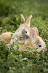 Rabbits lie in the grass