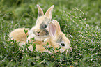 Rabbits lie in the grass