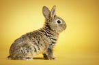 young rabbit