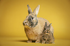 female rabbit with baby