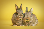 young rabbits