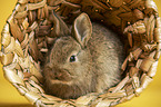 young rabbit