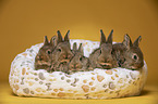 5 young rabbits