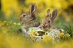 rabbit in a basket