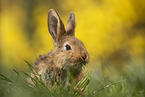 young rabbit