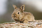 young rabbit