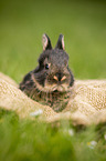 young rabbit