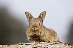 young rabbit