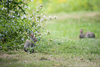 sitting Rabbits