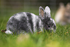 young rabbit