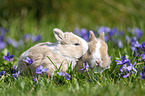 bunny babys