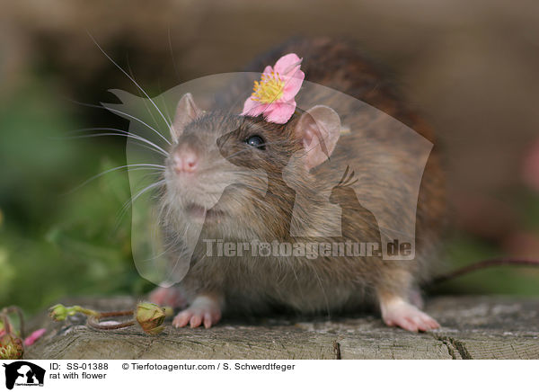 Farbratte mit Blmchen / rat with flower / SS-01388