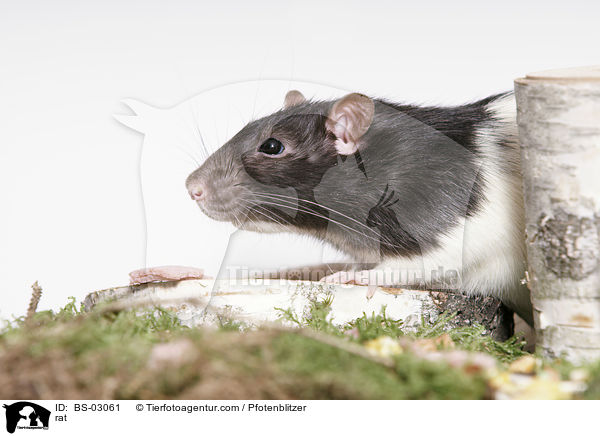 Ratte / rat / BS-03061