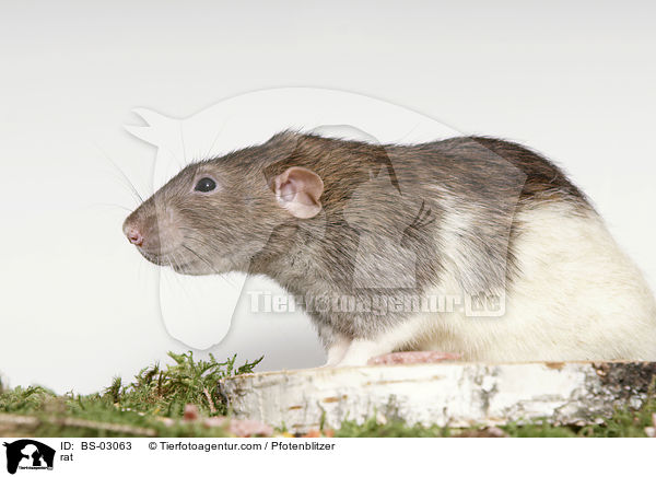 Ratte / rat / BS-03063
