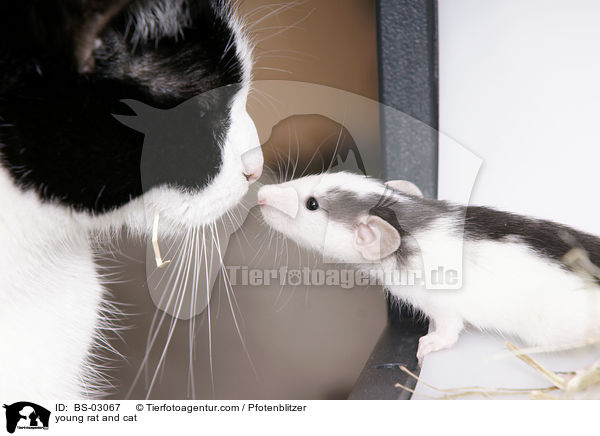 junge Ratte und Katze / young rat and cat / BS-03067
