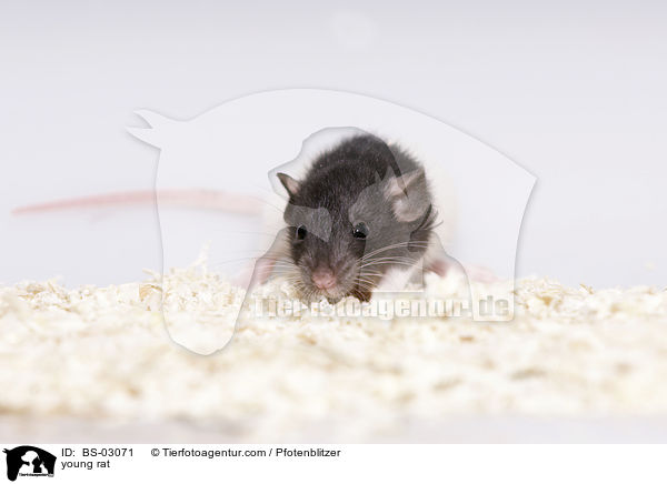 junge Ratte / young rat / BS-03071