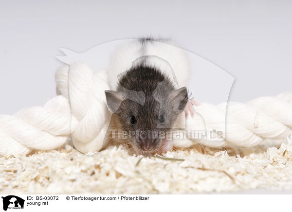junge Ratte / young rat / BS-03072