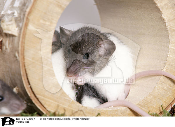 junge Ratte / young rat / BS-03077