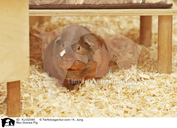 Rex Guinea Pig / KJ-02080