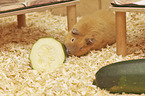 Rex Guinea Pig