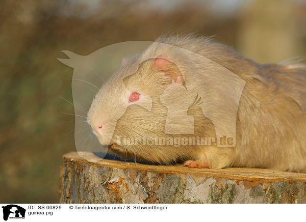 Meerschwein / guinea pig / SS-00829
