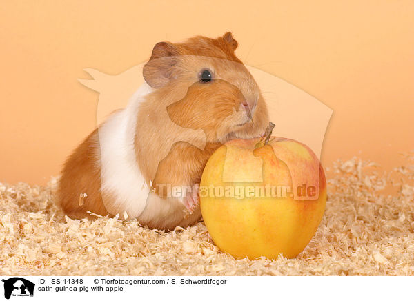 Satin Meerschwein mit Apfel / satin guinea pig with apple / SS-14348