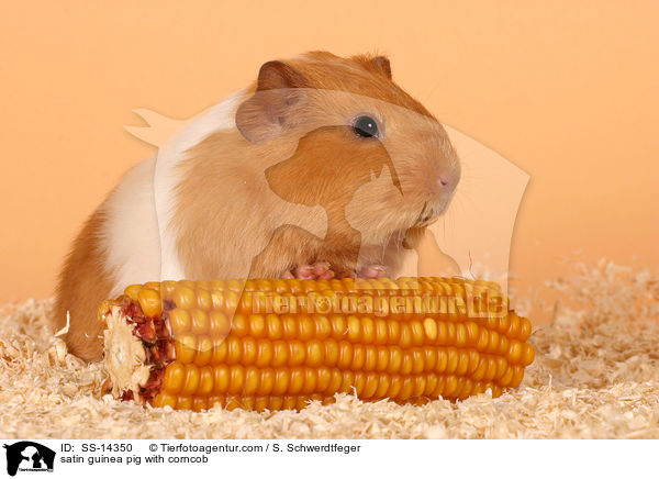 Satin Meerschwein mit Maiskolben / satin guinea pig with corncob / SS-14350