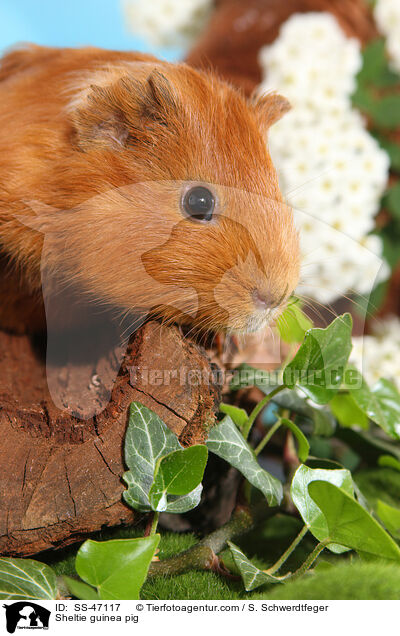 Sheltie Meerschweinchen / Sheltie guinea pig / SS-47117