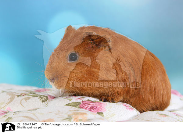 Sheltie Meerschweinchen / Sheltie guinea pig / SS-47147