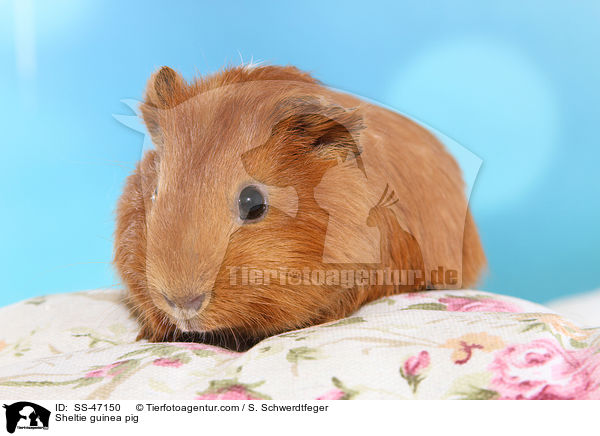 Sheltie Meerschweinchen / Sheltie guinea pig / SS-47150