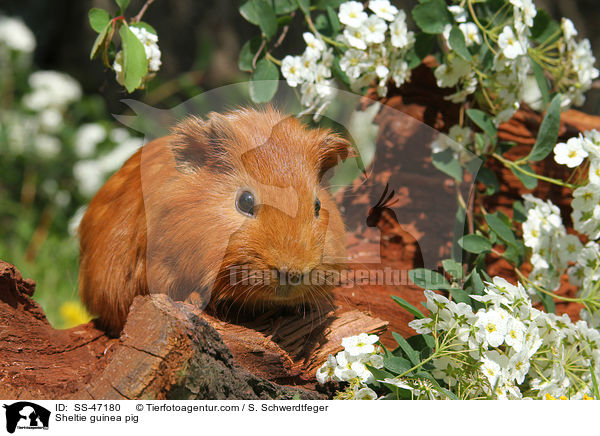 Sheltie Meerschweinchen / Sheltie guinea pig / SS-47180
