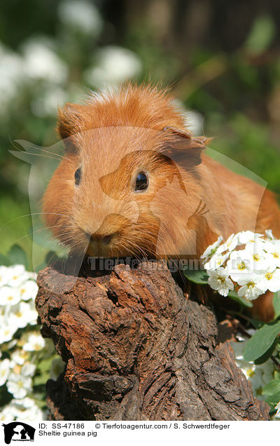 Sheltie Meerschweinchen / Sheltie guinea pig / SS-47186