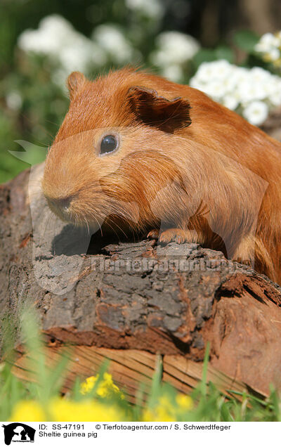 Sheltie Meerschweinchen / Sheltie guinea pig / SS-47191