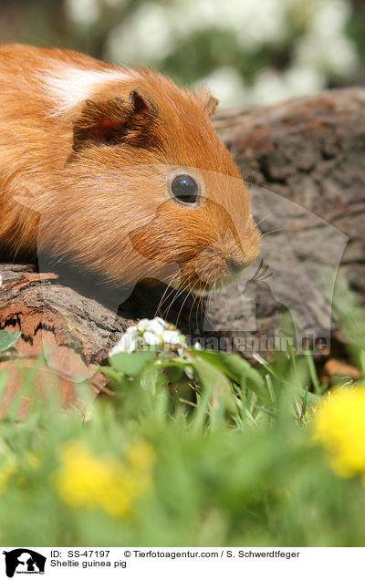 Sheltie Meerschweinchen / Sheltie guinea pig / SS-47197