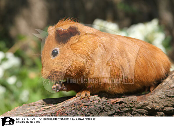 Sheltie Meerschweinchen / Sheltie guinea pig / SS-47199