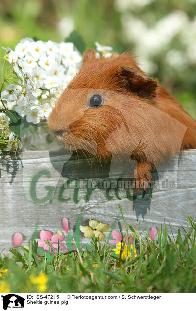 Sheltie Meerschweinchen / Sheltie guinea pig / SS-47215