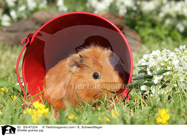 Sheltie Meerschweinchen / Sheltie guinea pig / SS-47224